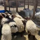 غنم نعيمي