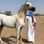 حصان للبيع شيخ