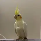 طائر الكوكتيل - كوكو