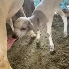 داغور