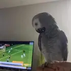 ببغاء كاسكو كبتن كلام هدد صحه ونضافه شرط