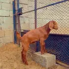 كلهاري تم البيع