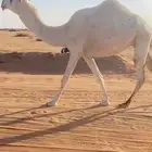 لقحه كفو السن ثنيه