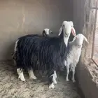 شاه نجديه دافع ورخال جذعات