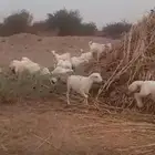 فران وتيوس يمنيه تربيه