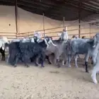 معزا مشاريك منوة القناي