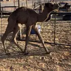 للبيع حوار ضيار
