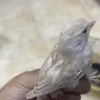 كناري ذكر