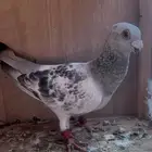 انثى نوريه وذكر بوز