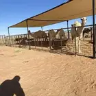 مضلات لابل