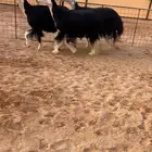 شياه نجد صنف