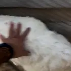 تيس عارضي