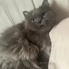 قط للتبني
