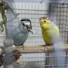 عرسان بادجي للإنتاج..