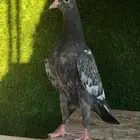 طبه تيدي زيرا