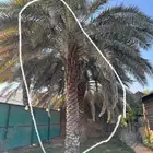 نخل برحي بصحة كويسة لين الحين ما انفصلت من التربة مثمرة