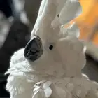 كوكاتو امبريلا