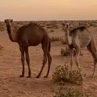 حشو للبيع