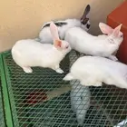 أرانب للبيع الحبه 25