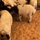طليان نعيم. هرفي فاااخر عدد مفتوح