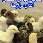 صوص فيومي محصن انتاج مزارعنا عرض 2 ريال الحبه