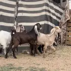 تيس و 3 عنقان