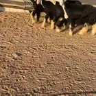 رخال نجد صنف