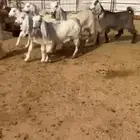 جفار مشاريك مصري عارضي