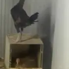 دجاج عربي وديم عربي دجاجه راجنه