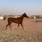 فرس شعبية معه مهره