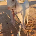 جفرة برصا نادرة