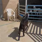 تيس للبيع عارضي العمر 5 اشهر. مخصي