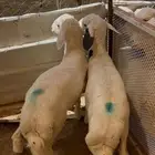 خروف لباني