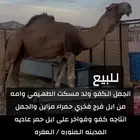 جمل فحل احمر