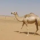 بكره عقابية