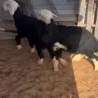 خرفان مع السلخ والتوصيل