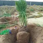 جثايث مجدول