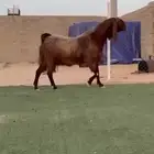 تيس قبرصي خصصم