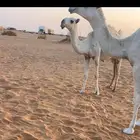 بكره وضحاء