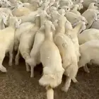 طليان حري فرصه للمربين