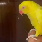 دره صفراء متحدثه أليفه أنثى