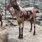 جفار بفحلها الوان فاخره جيشي
