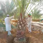مطلب نحل كبير برني