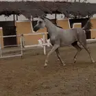 فرس واهو بنت اي اس حرير