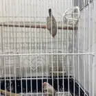 عصفورين للبيع 100 ريال