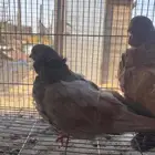 حمام للبيع