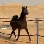 افراس واهوا للبيع والبيع سمح