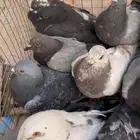 حمام سوادي للصقور