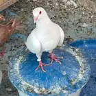 حمام مشكل