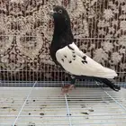 مطلوب حمام نوع تركي وباكستاني في الوجه البيع جمله